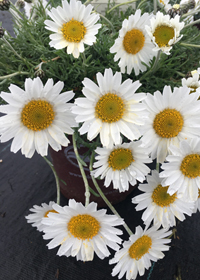 Rhodanthemum hosmariense 